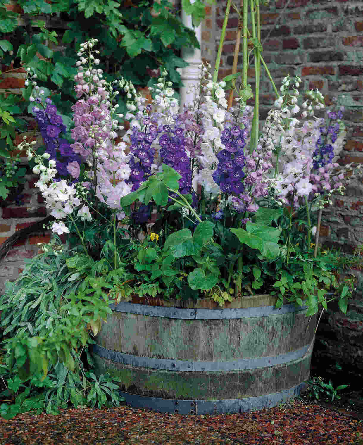 Delphinium 'magic Fountain' Mix - XL plug plants | Set of 3 | Multi Colour