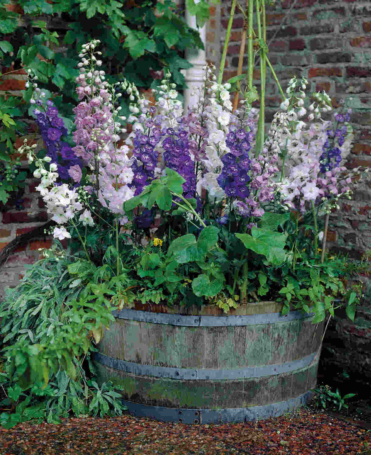 Delphinium 'magic Fountain' Mix - XL plug plants | Set-of-5 | Multi Colour