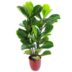 90cm Uk Artificial Realistic Plant Fiddle Fig Tree