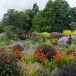 The Hardy Flowering Herbaceous Perennial Garden Border Mix Large Mature Plants Supplied In 2/3 Litre Pots | Set of 18