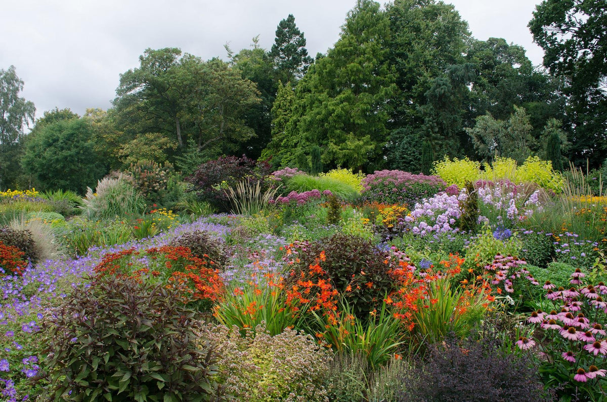 The Hardy Flowering Herbaceous Perennial Garden Border Mix Large Mature Plants Supplied In 2/3 Litre Pots | Set of 24