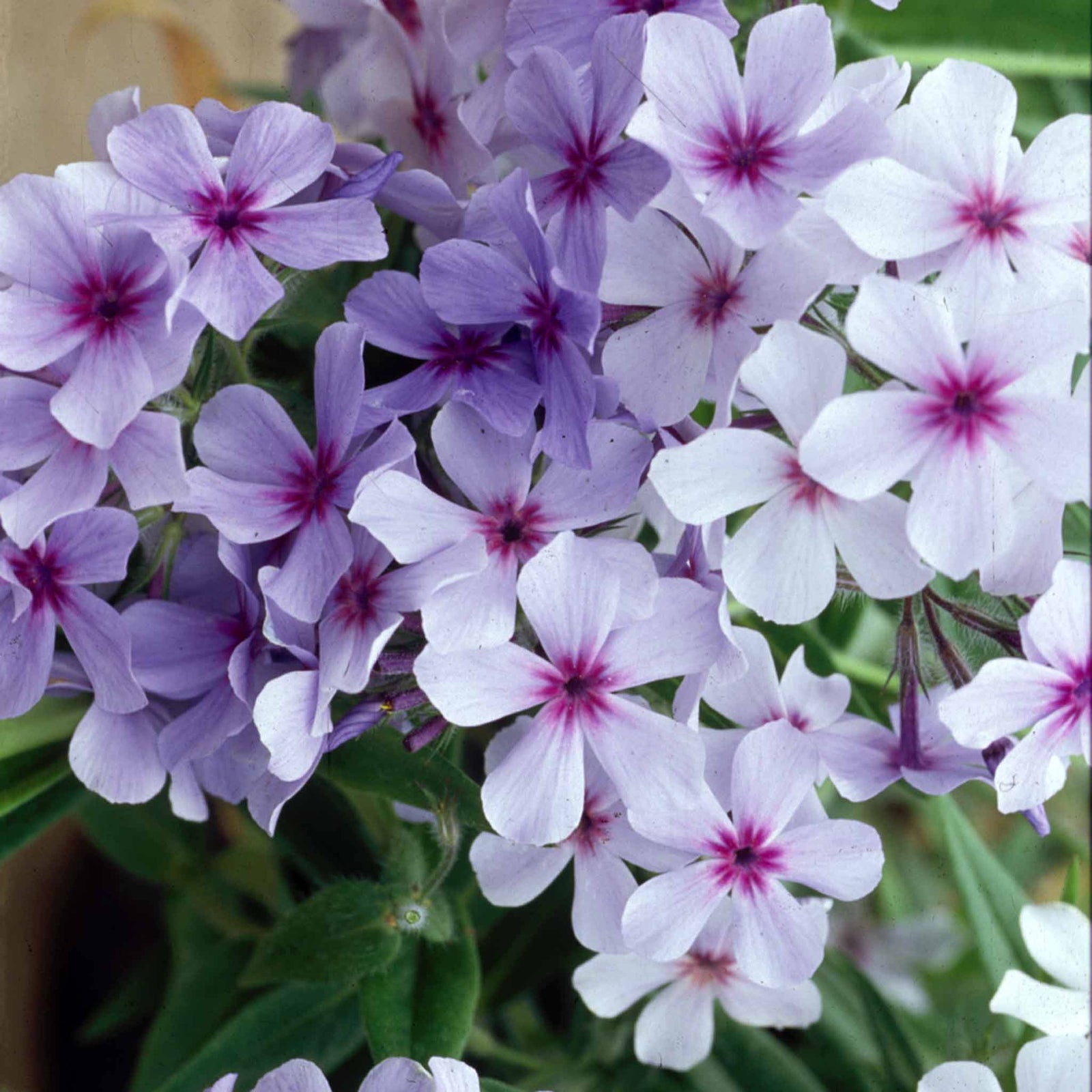Phlox Plant Collection - 3 Varieties, Fragrant & Pollinator-friendly | 6 x Jumbo Plugs | Purple