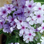 Phlox Plant Collection - 3 Varieties, Fragrant & Pollinator-friendly | 3 x Jumbo Plug Plants | Purple