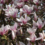 1x 2-3ft Magnolia Soulangeana Plant Fragrant Tree Supplied In A 3 Litre Pot