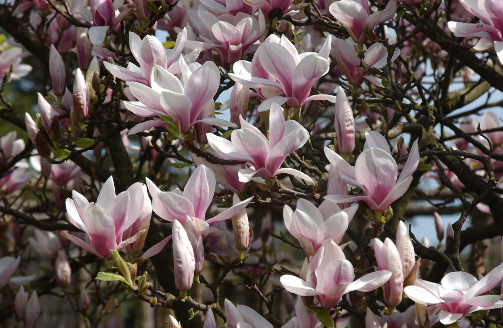 1x 2-3ft Magnolia Soulangeana Plant Fragrant Tree Supplied In A 3 Litre Pot