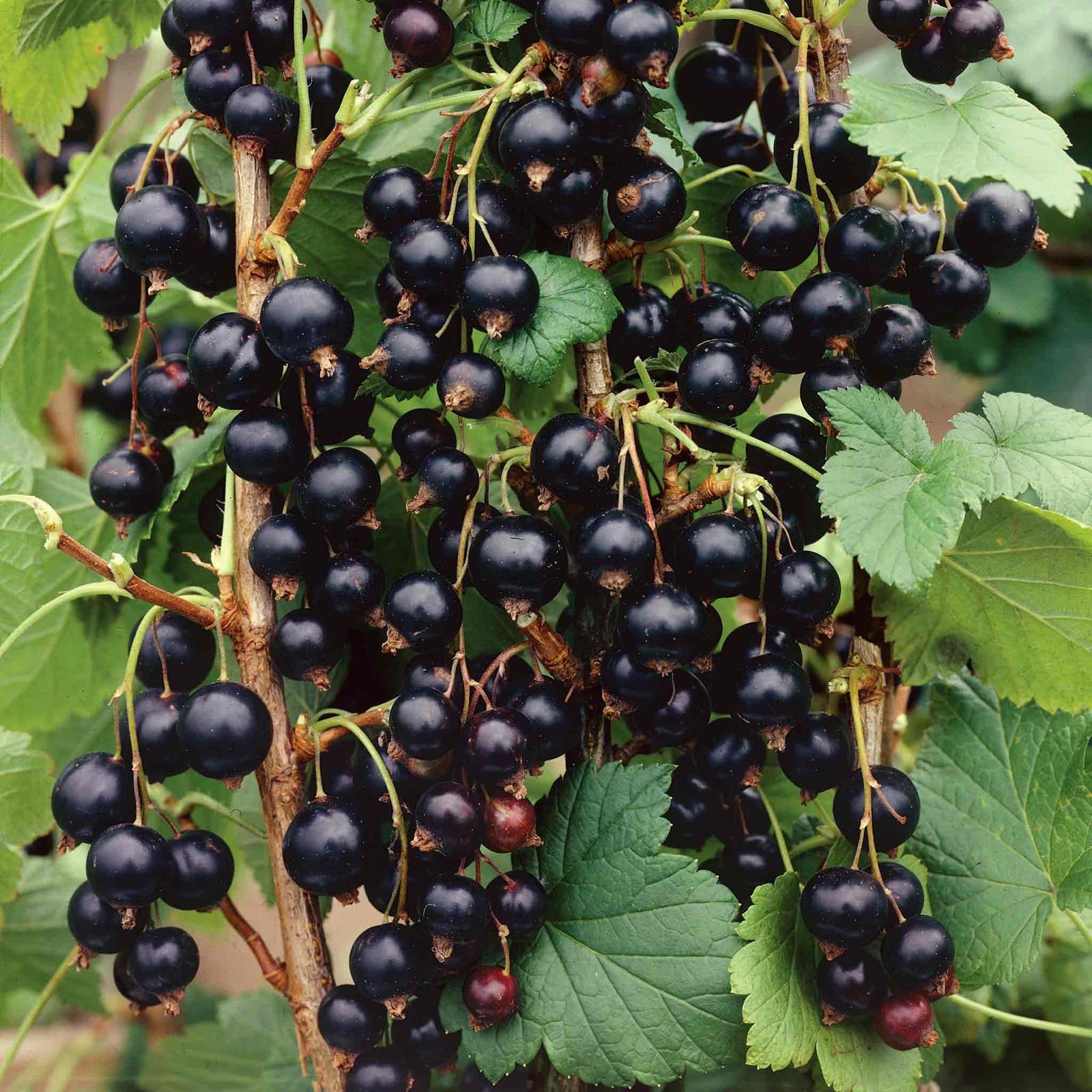 Ben Sarek Blackcurrant Plant - Compact, Frost-resistant | 3 x Bare Root | Black
