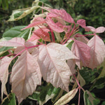Acer Flamingo Tree Pink White Variegated Leaves 5ft Supplied In A 7.5 Litre Pot