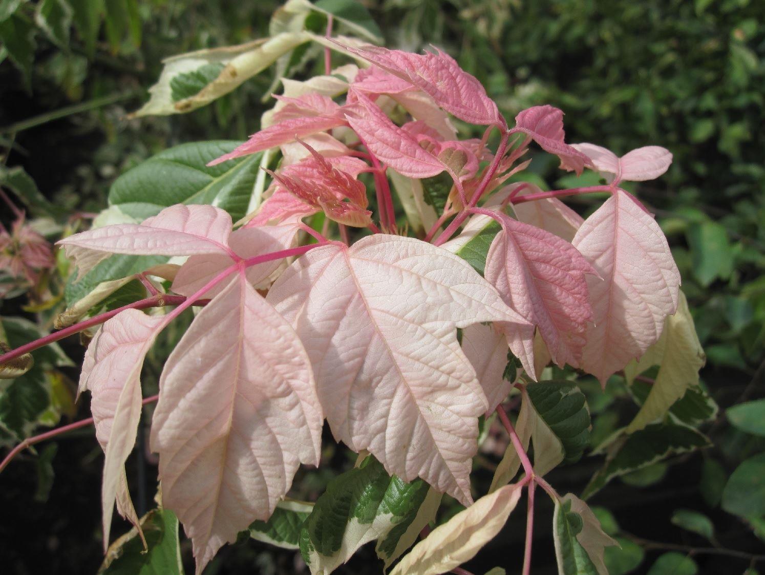 Acer Flamingo Tree Pink White Variegated Leaves 5ft Supplied In A 7.5 Litre Pot