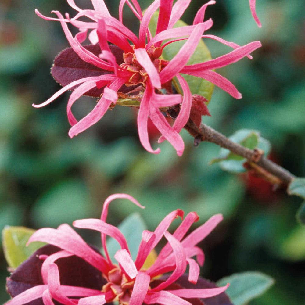 Loropetalum Chinensis Fire Dance - A Fiery Beauty With Dramatic Foliage - 9cm Pot