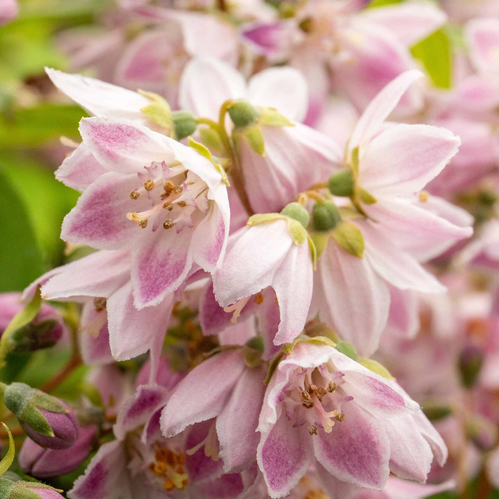Deutzia 'raspberry Sundae' Compact Purple-tipped White Shrub | 1 x 9cm | White & Purple