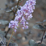 Ceanothus Tuxedo - Chocolate Leaf Californian Lilac - 9cm pot | 1 x 9cm | Blue