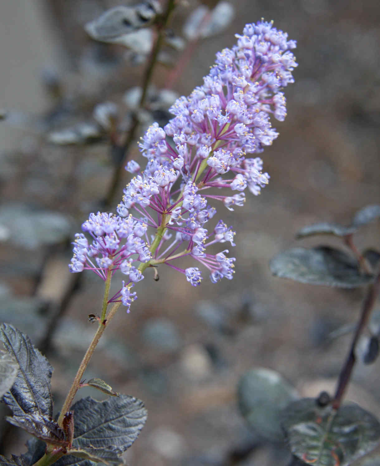 Ceanothus Tuxedo - Chocolate Leaf Californian Lilac - 9cm pot | 1 x 9cm | Blue