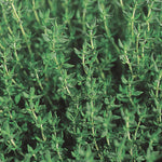 Organic Thyme | 500 Seeds | Green