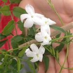 Jasmine 'starry Starry Summer Night' Climbing Plant | 1 x 9cm | Green & Pink