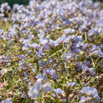 Polemonium 'stairway To Heaven' - Variegated Foliage, Pale Blue Flowers | 1 x 2L