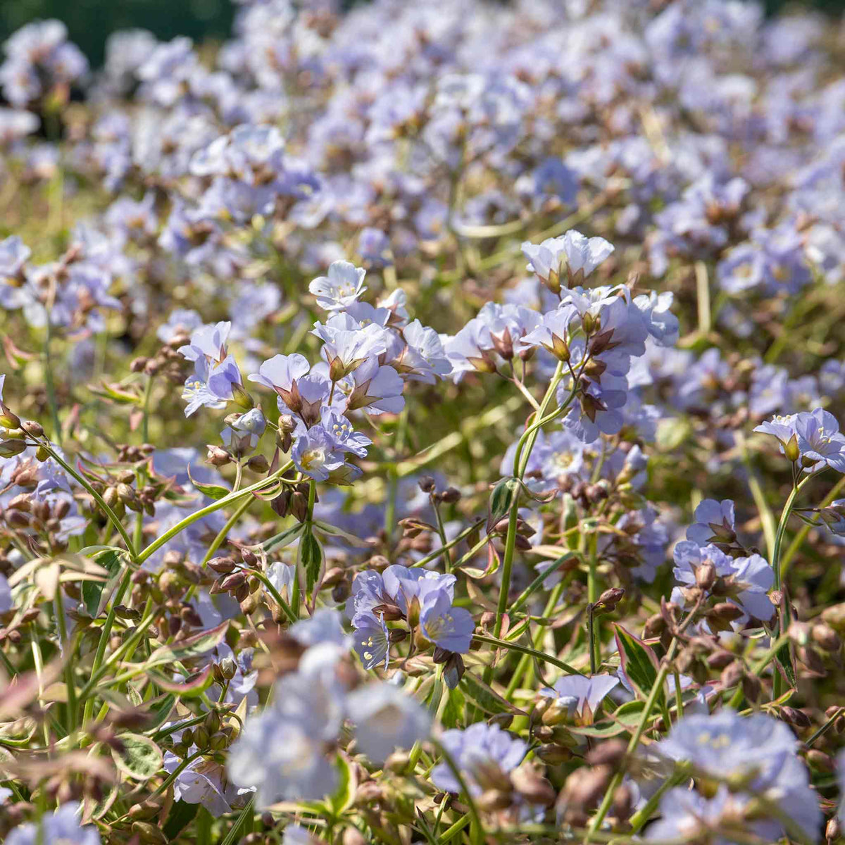 Polemonium 'stairway To Heaven' - Variegated Foliage, Pale Blue Flowers | 1 x 2L