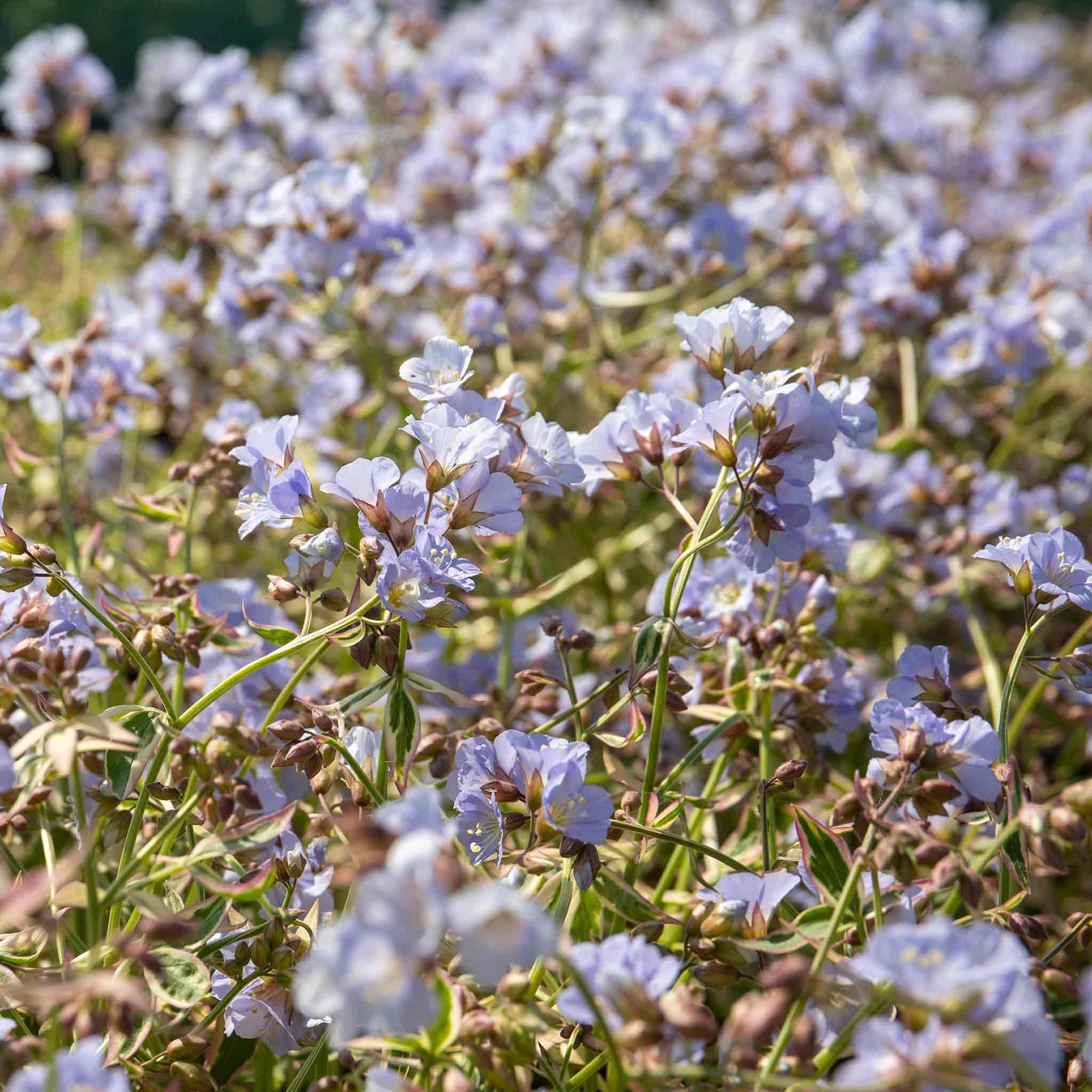 Polemonium 'stairway To Heaven' - Variegated Foliage, Pale Blue Flowers