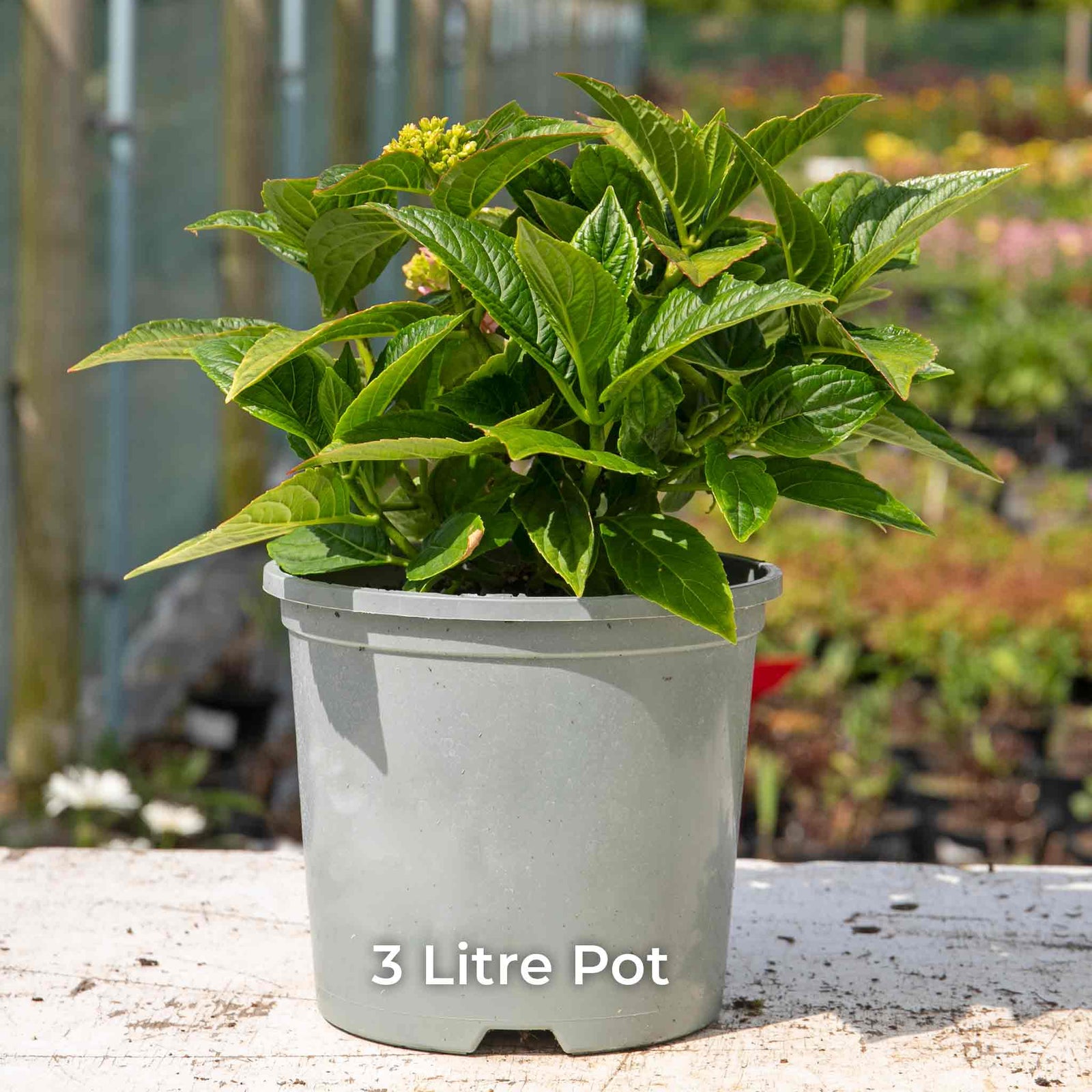 Hydrangea 'together' Double-flowering Shrub | 1 x 3L | Pink