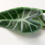 6 X 180cm Artificial Hanging Trailing Amazonica Plant