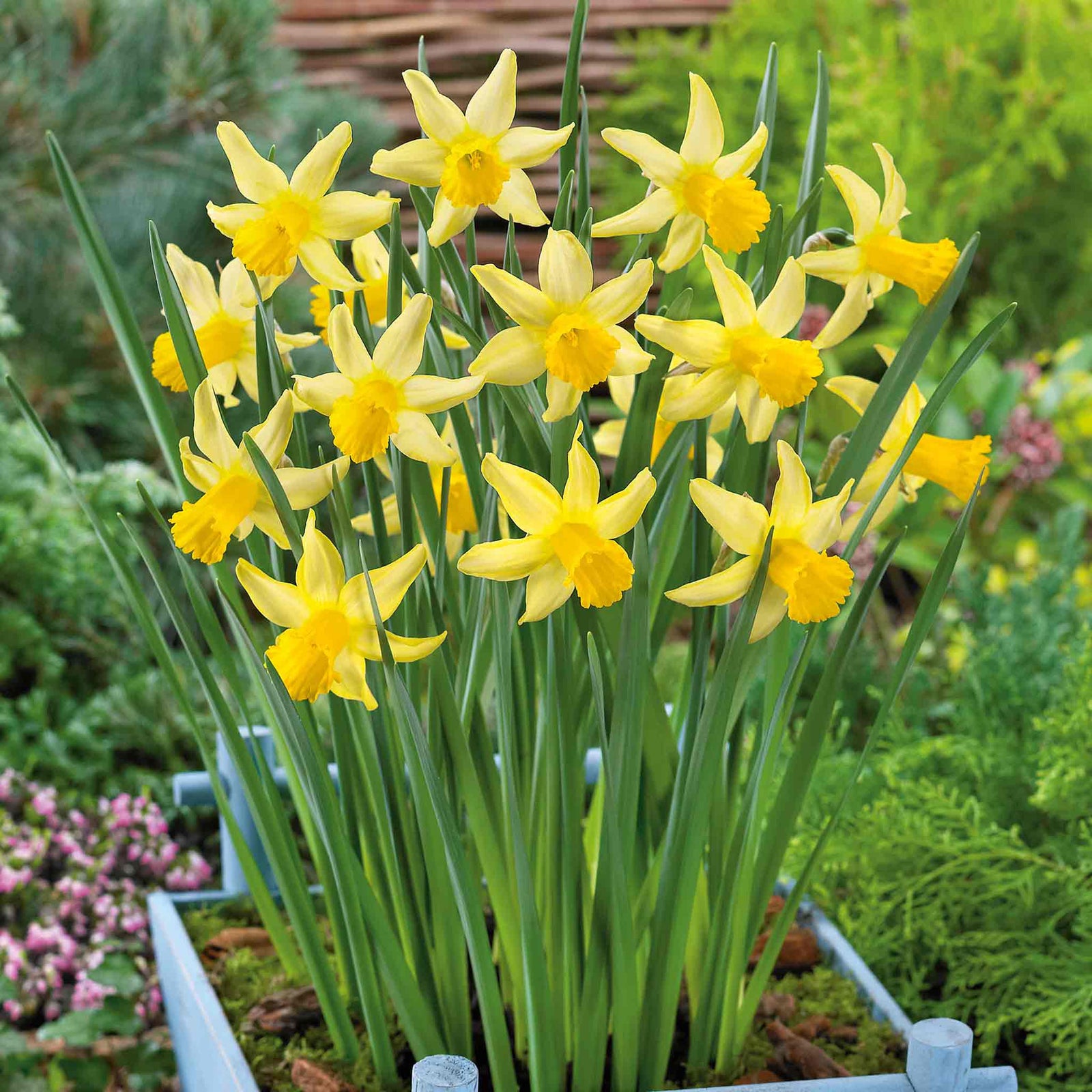 Daffodil 'february Gold' | 10 x Bulbs | Yellow