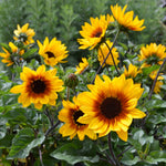 Sunflower 'sunbelievable Brown Eyed Girl' Compact Seedless Patio Variety Plug Plant | Set of 1 | Yellow