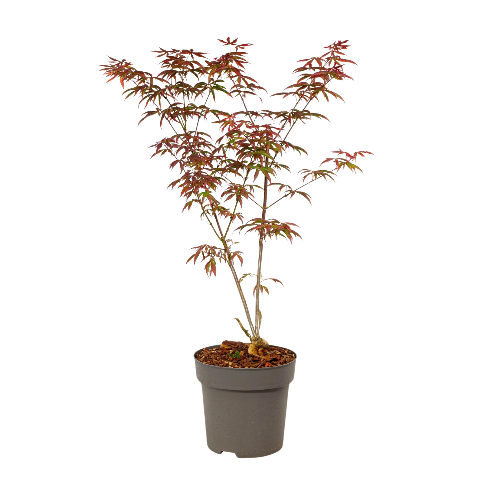 Japanese Maple - Acer Palmatum 'Starfish' - Height 60-70cm - ⌀19cm | Set of 1 | Red