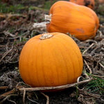 Pumpkin 'jack Of All Trades' Carving Variety | 3 x Jumbo Plugs | Orange