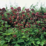 Hayloft Angelica gigas - 9cm Pots