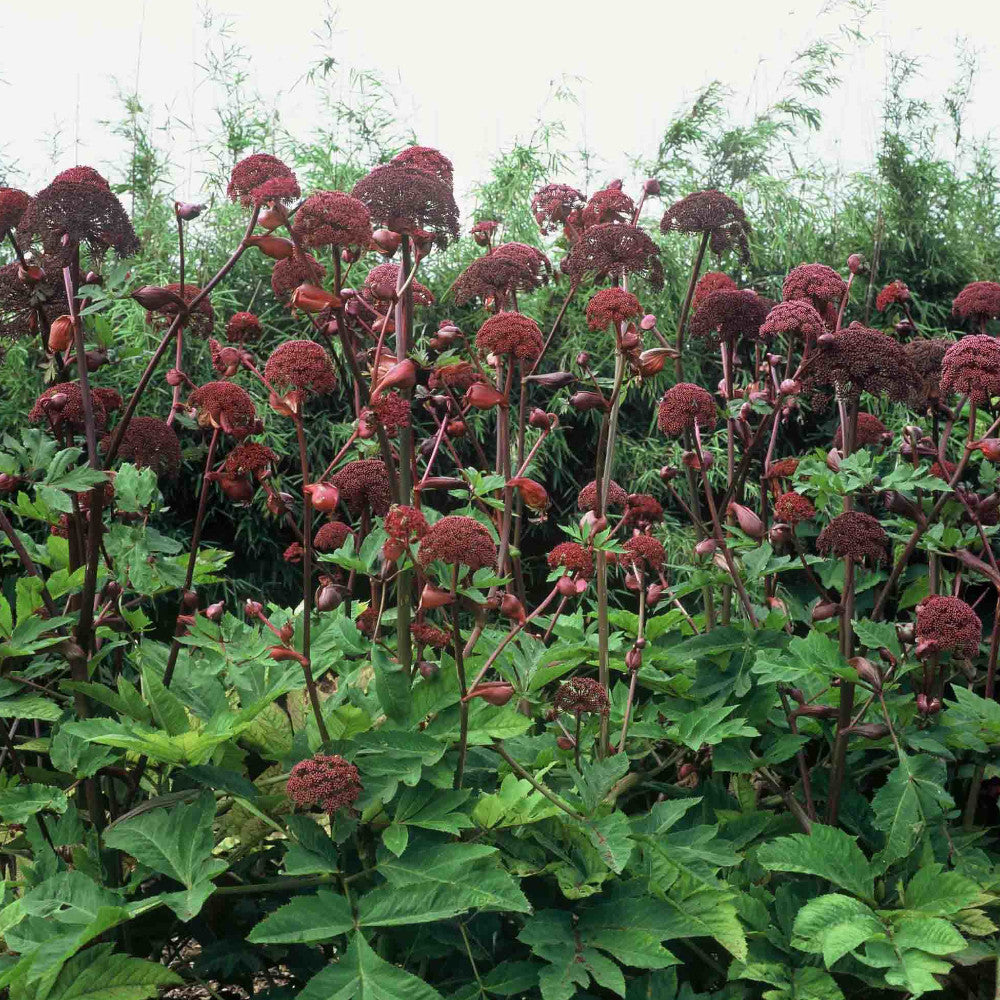 Hayloft Angelica gigas - 9cm Pots