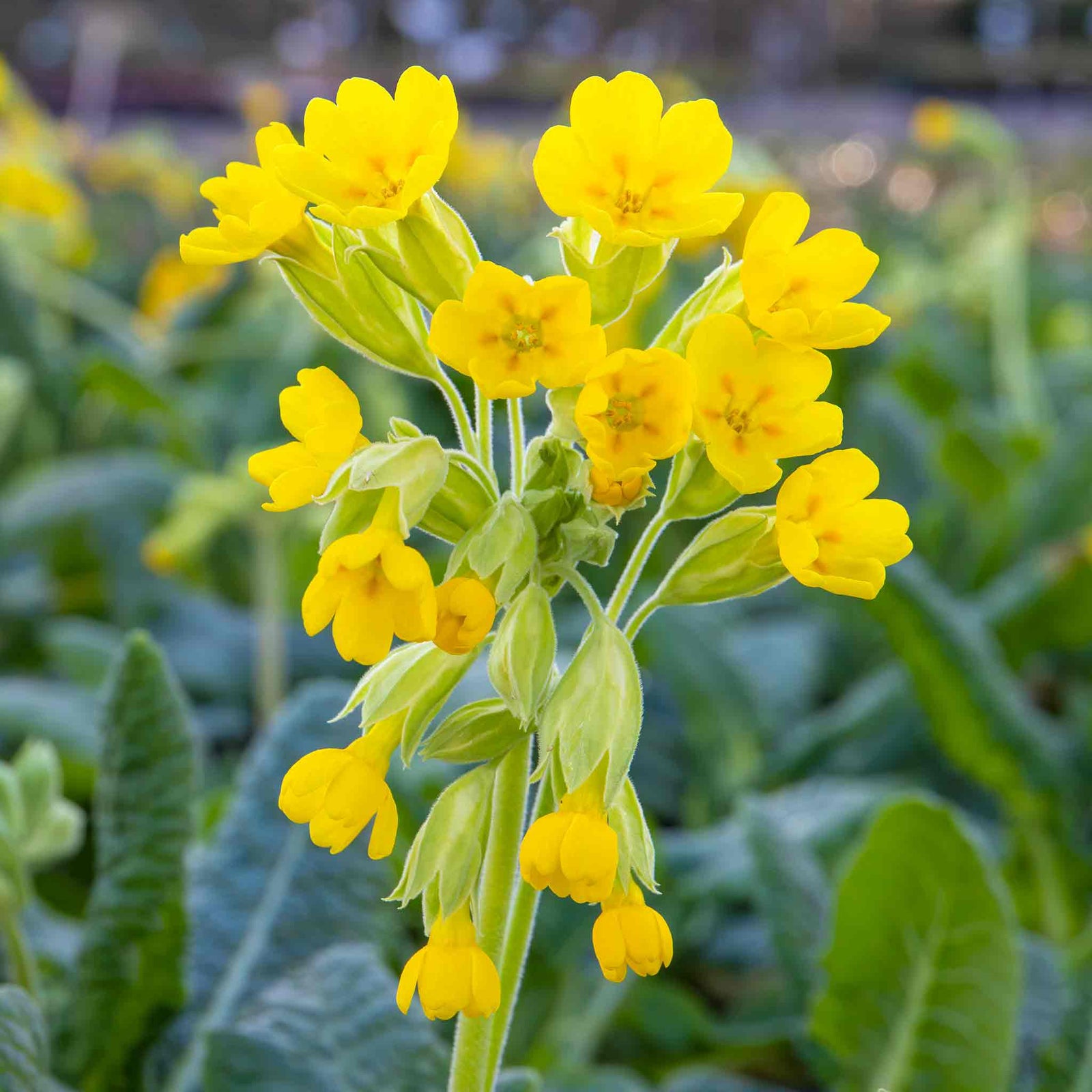 Cowslip Wildflower Seeds | 140 Seeds