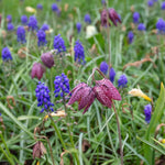 Marshalls Garden Snake's Head Fritillary
