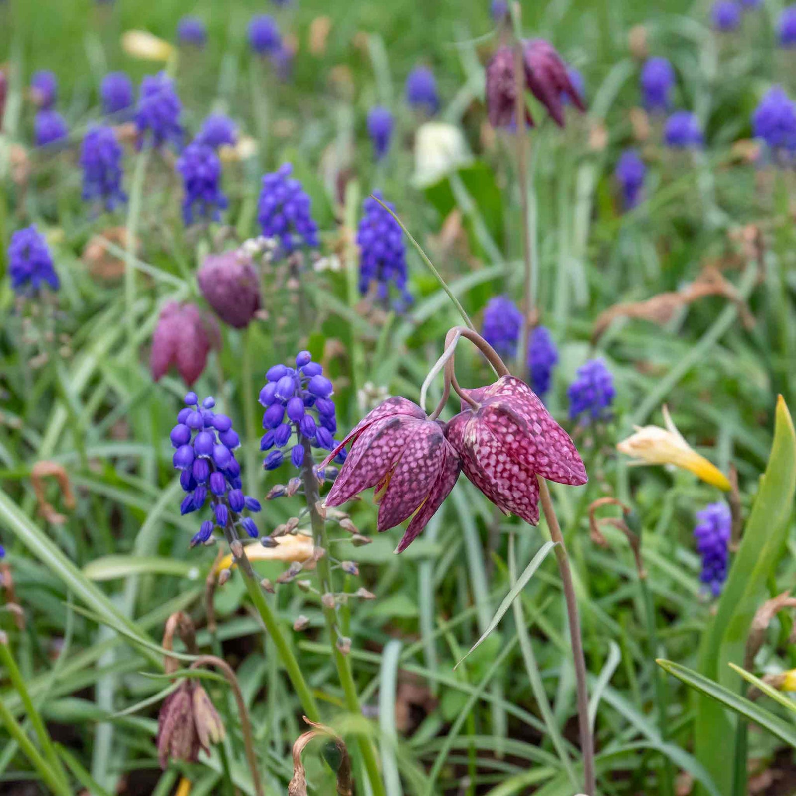 Marshalls Garden Snake's Head Fritillary