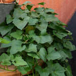 Sweet Potato 'beauregard' Plug Plants | Set of 5