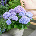 Hydrangea macrophylla Ankong Blue - 14cm pots | Set-of-3 | Blue