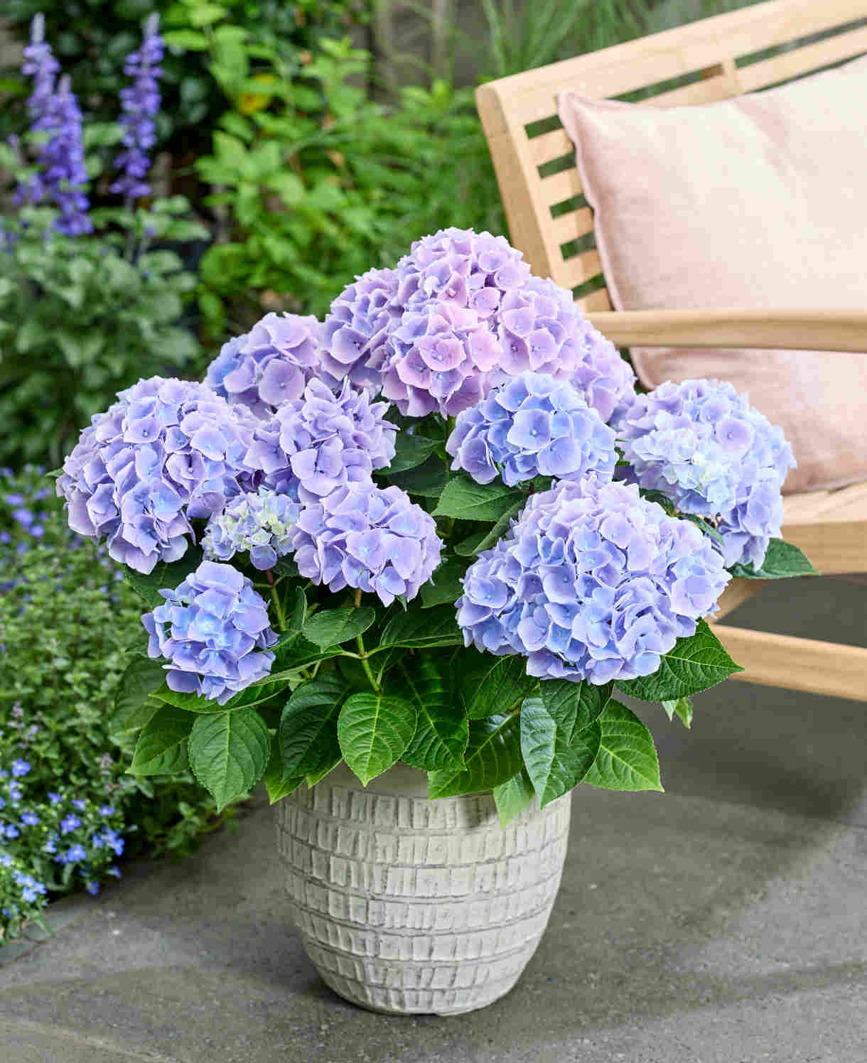 Hydrangea macrophylla Ankong Blue - 14cm pots | Set-of-1 | Blue