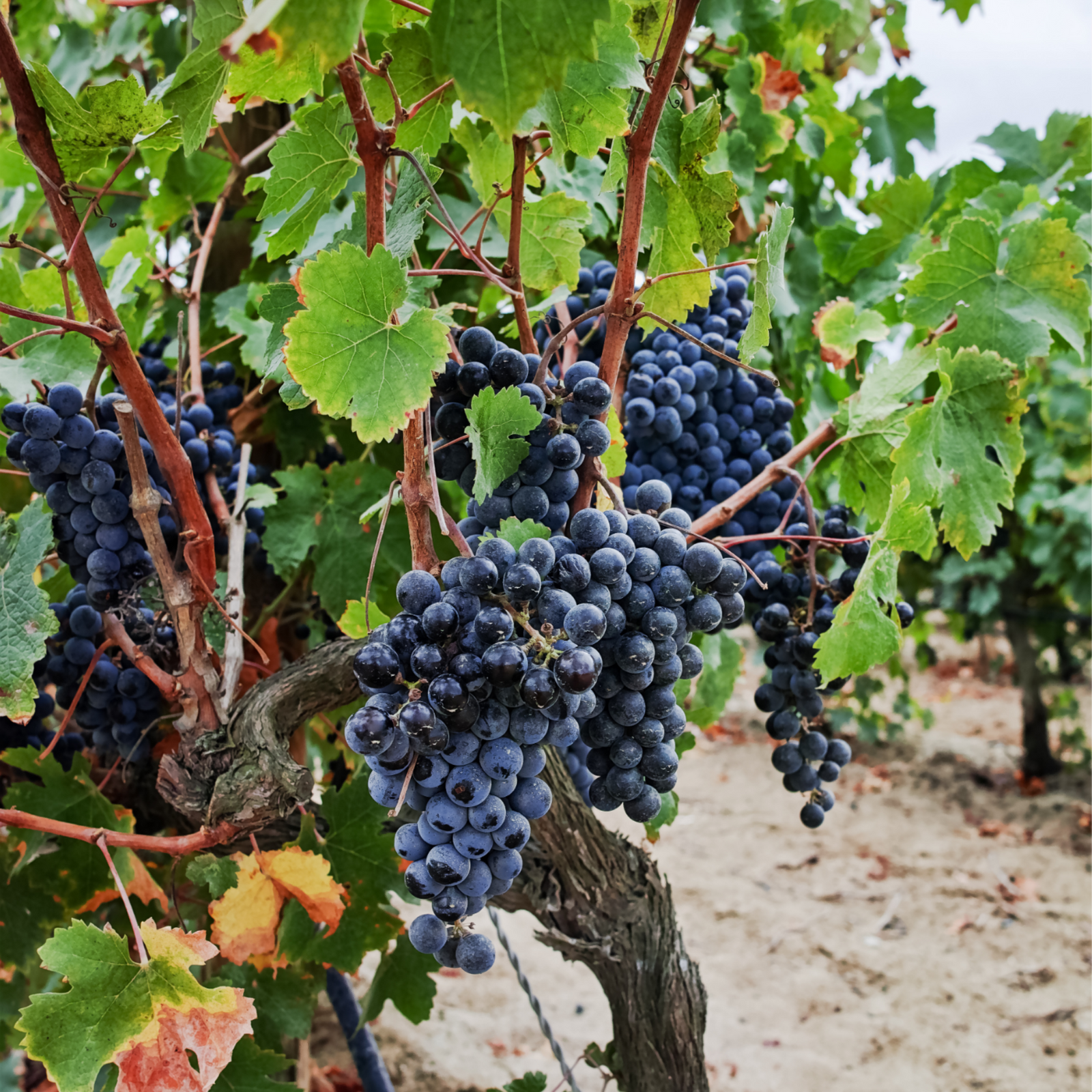 Common Grape Vine - 3 Pcs. - Height 25-40cm - ⌀9cm | Set of 3 | Blue