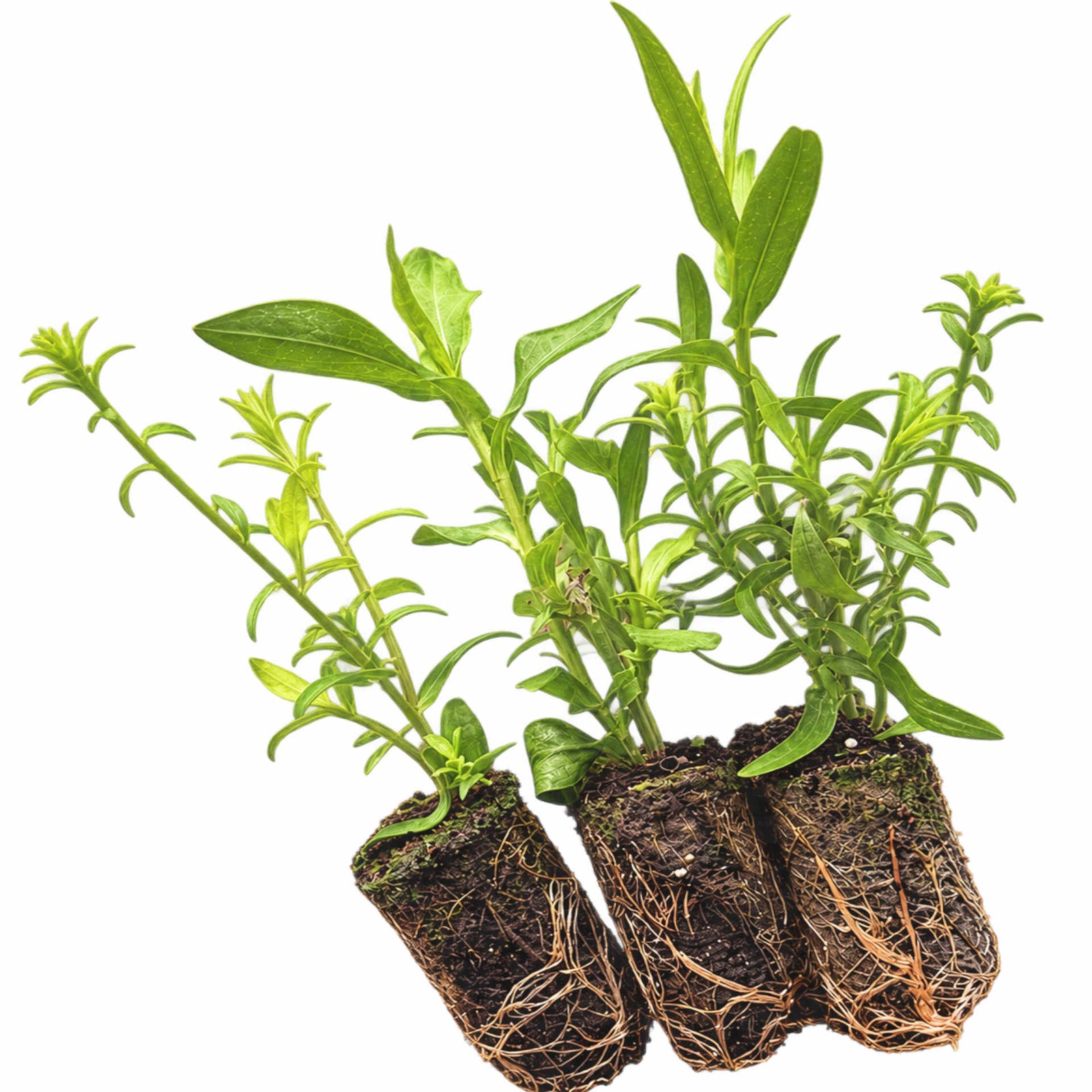 Aster Mix - Plug Plants | 10 x Plug Plants | Mixed