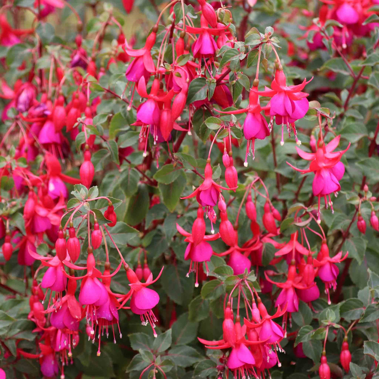 Fuchsia Climbing Collection Pink Fizz & Lady Boothby | 6 x Plug Plants | Multi