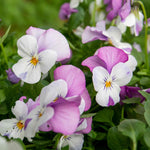 Marshalls Garden Viola 'sorbet Pink Wings' - Garden Ready Plugs