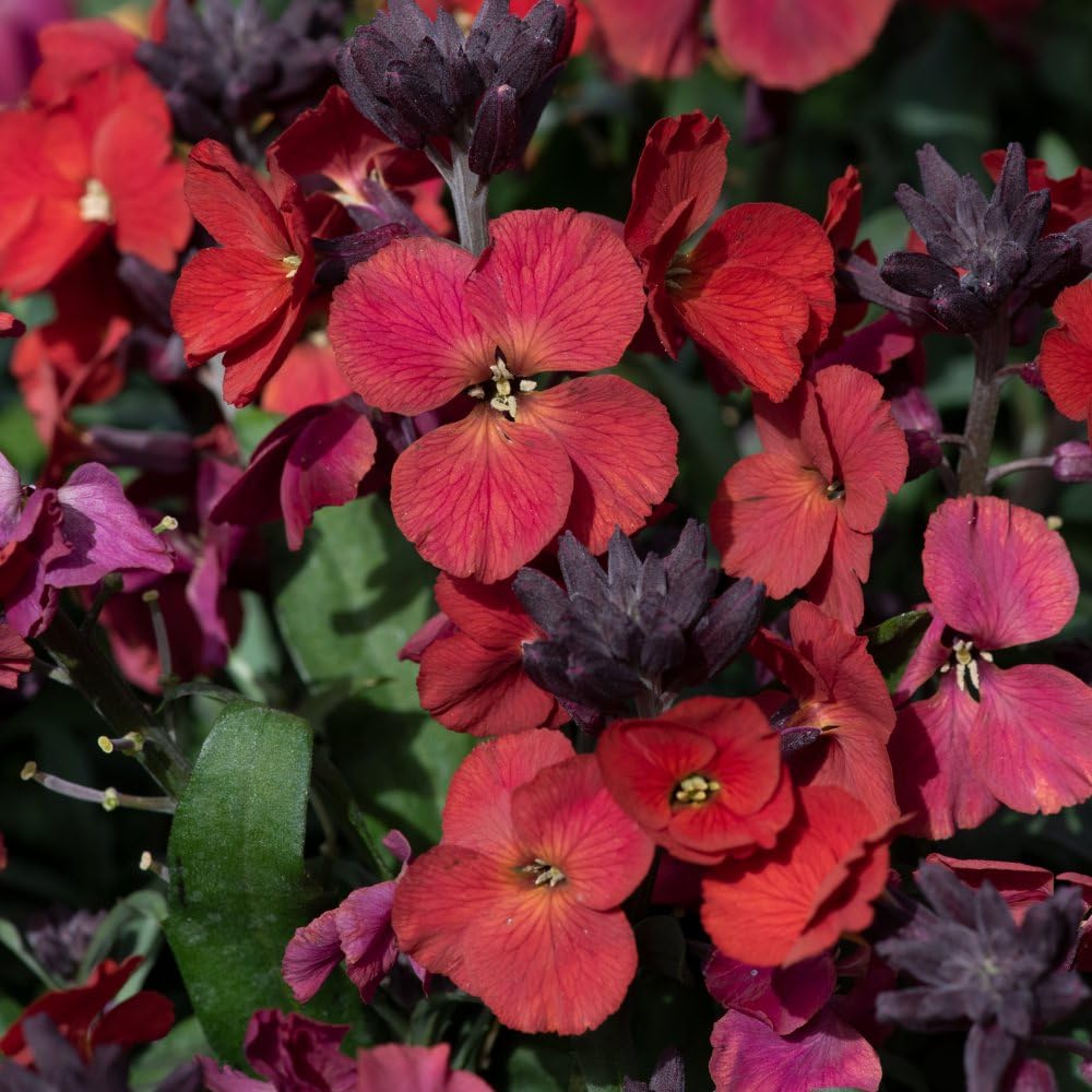 Erysimum (wallflower) Colour Vibe Red 9cm Pot | Set of 3 | Red