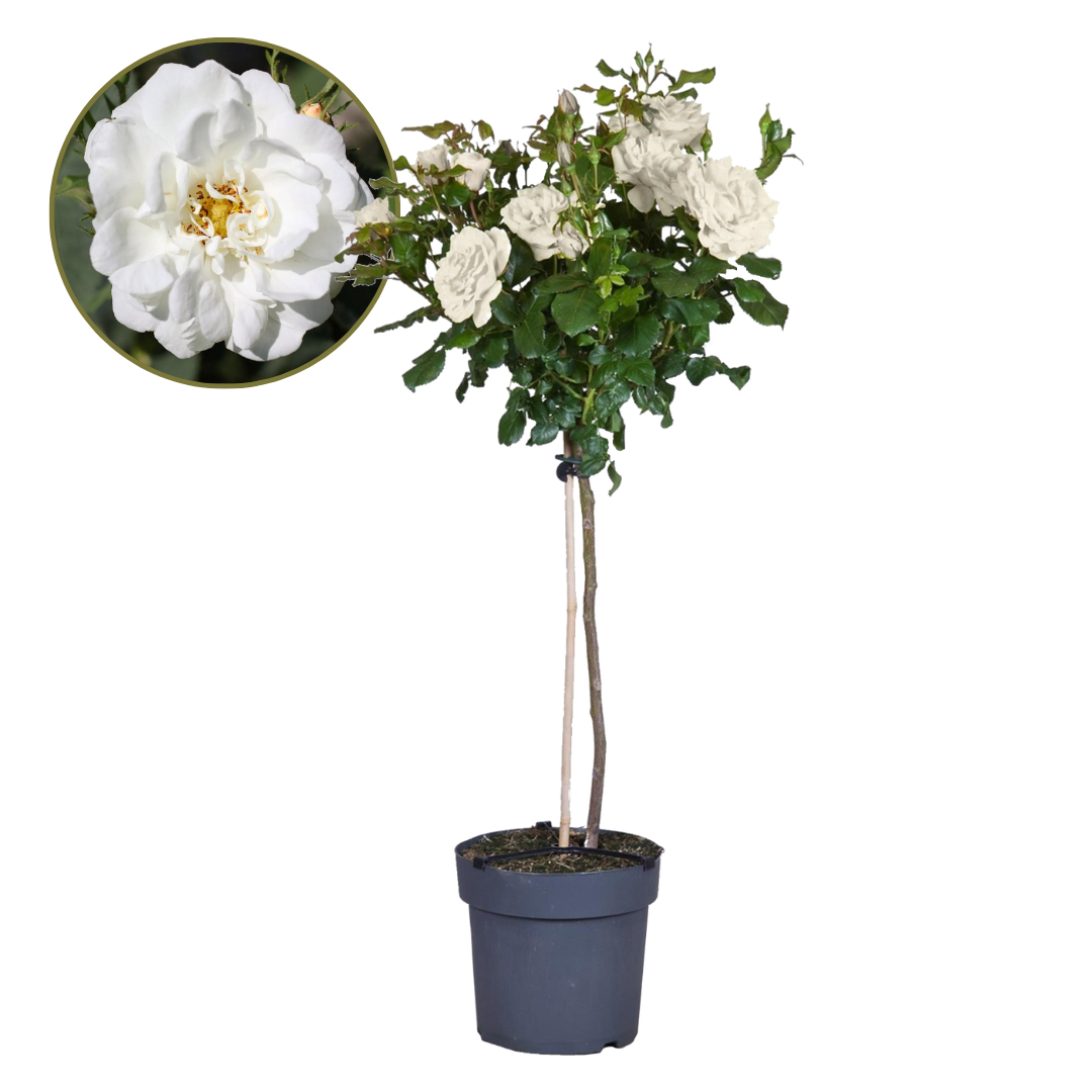 Palace Rose - Height 80-100cm - ⌀19cm | Set of 1 | White