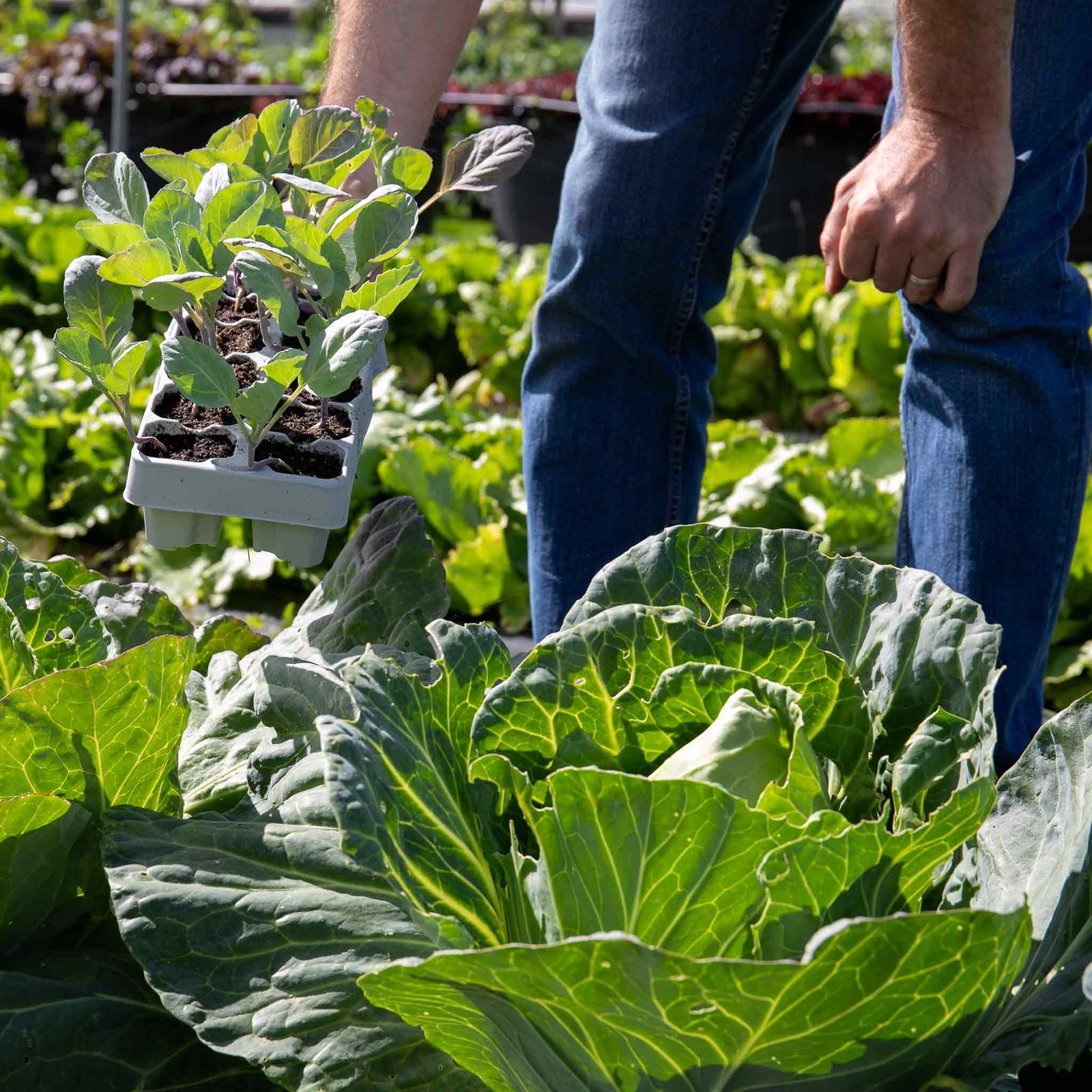 Pointed Hispi Cabbage | 12 x Garden Ready Plants | Green