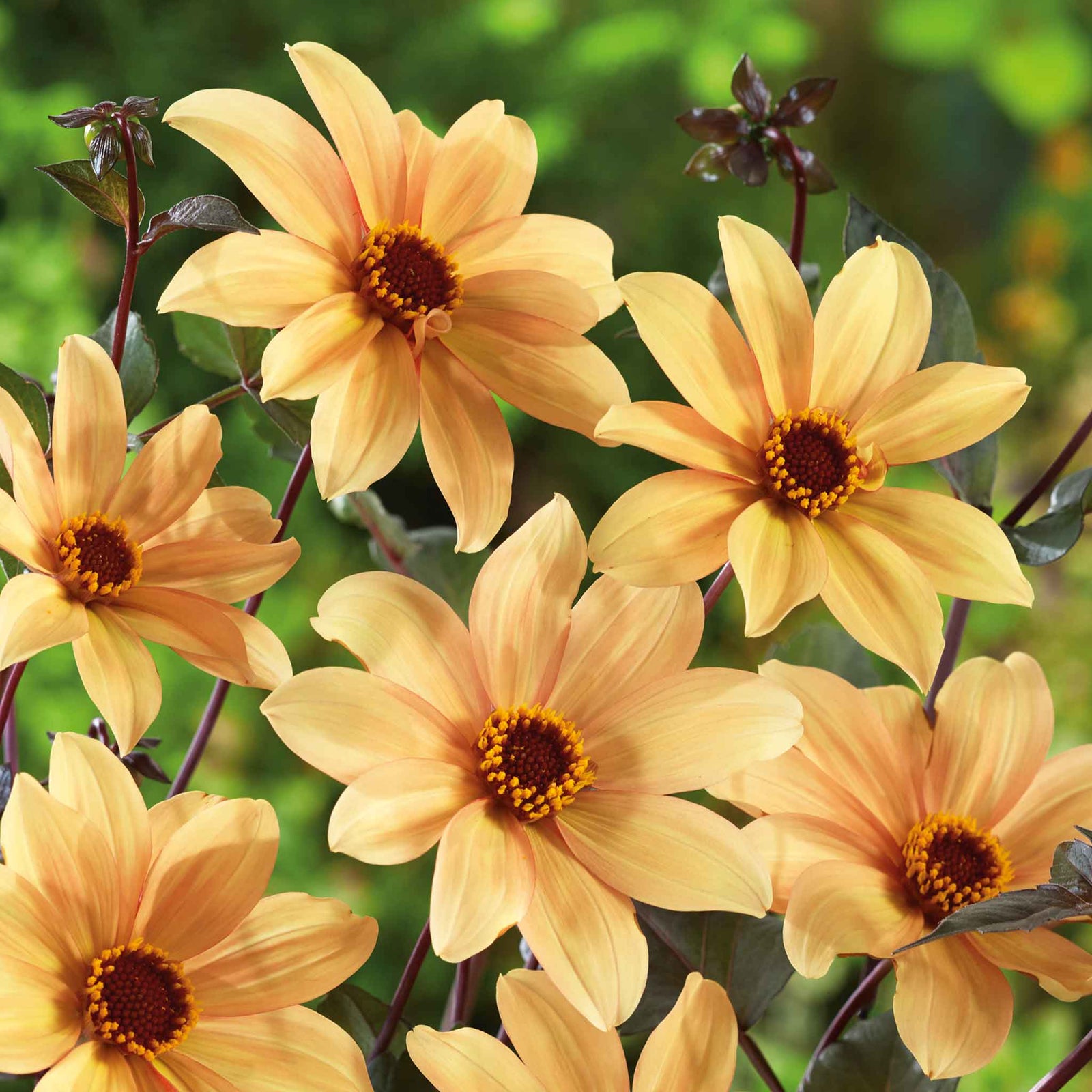 Dahlia Tuber 'bishop Of York', Yellow Single Flowers, Dark Foliage | 1 x Bulb | Multi