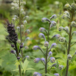 Delphinium 'magic Fountains Dark Blue White Bee' Perennial | 1 x 9cm