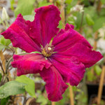 Clematis 'rouge Cardinal' Climbing Red Clematis | 3 x 7cm Plants | Red