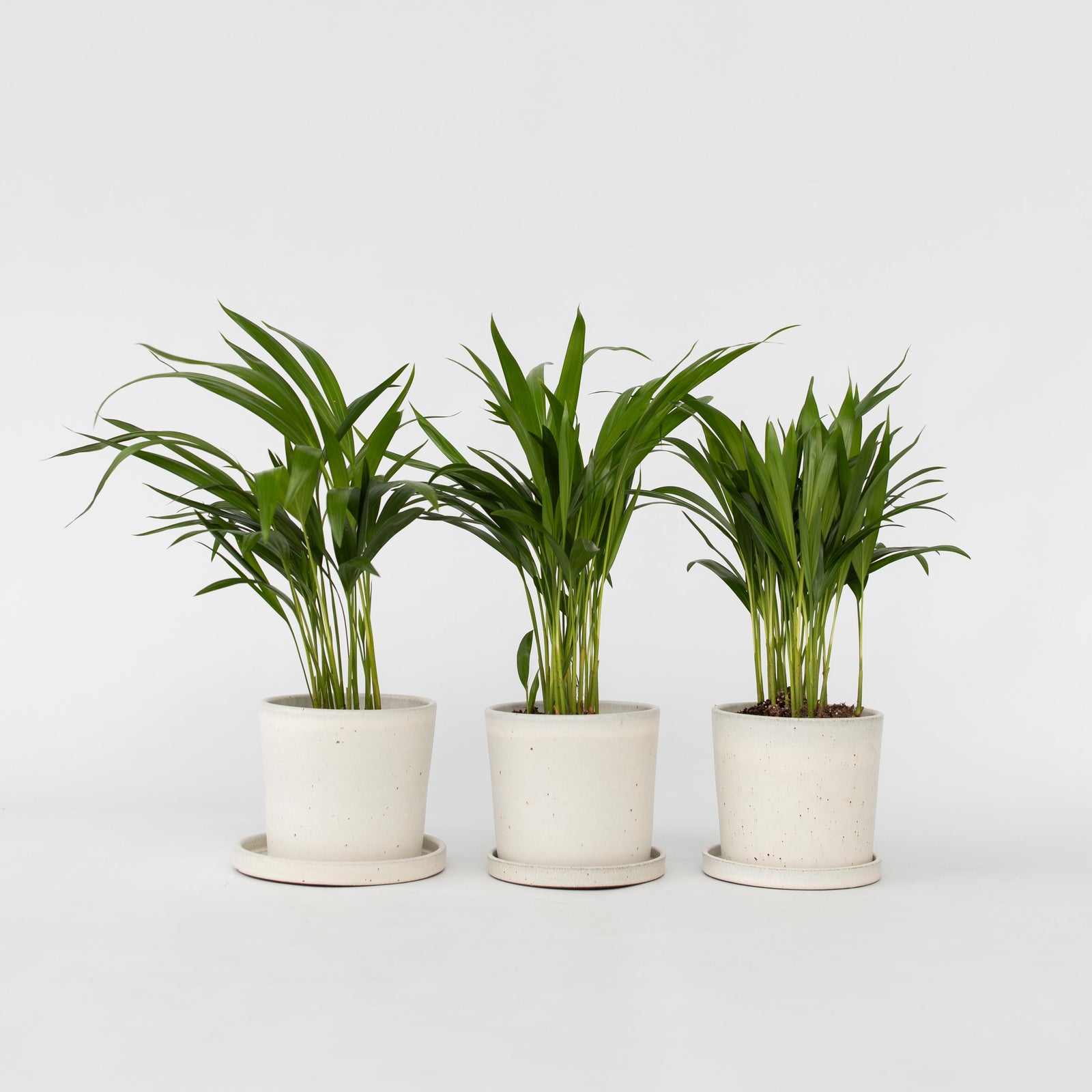 Areca Palm 'golden Cane' - 3 Pcs. - Dypsis Lutescens - Height 30-45cm - ⌀12cm | Set of 3 | Green