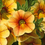 Calibrachoa 'can Can Sunrise' Plug Plant For Hanging Baskets | 6 x Plug Plants