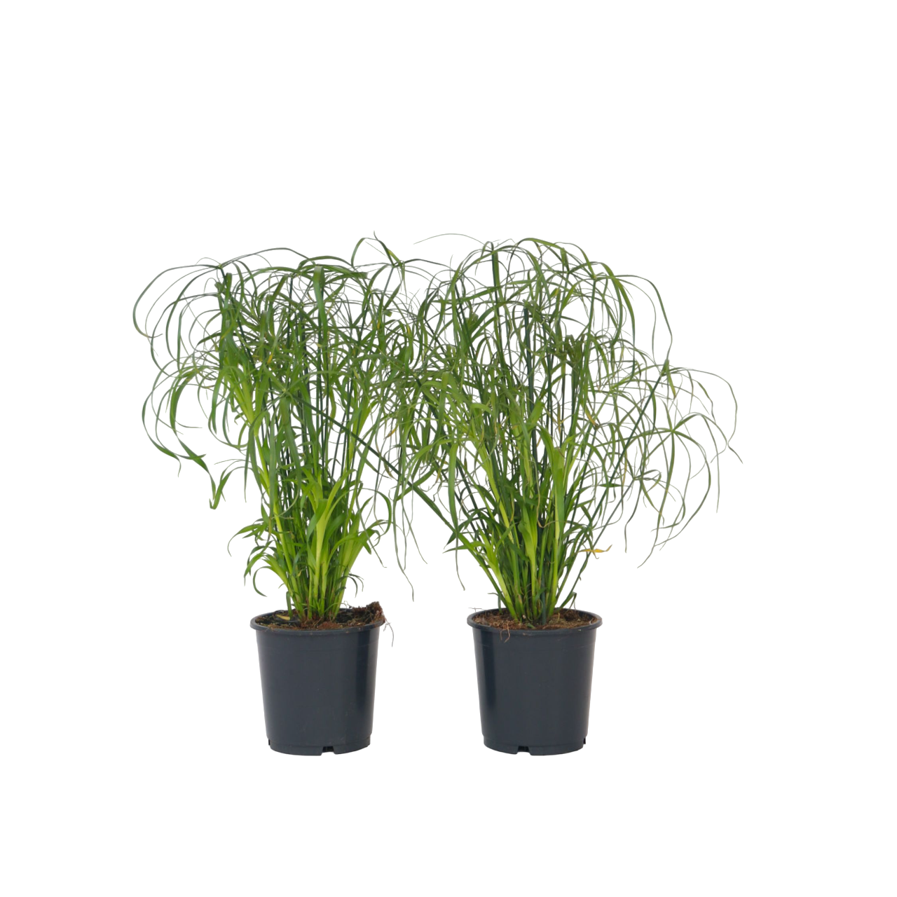 Umbrella Plant - 4 Pcs. - Cyperus Alternifolius - Height 40-50cm - ⌀14cm | Set of 4 | Green