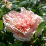 Rose 'joie Du Vivre' Floribunda - Rose Of The Year 2011 | 1 x Bare Root | Pink
