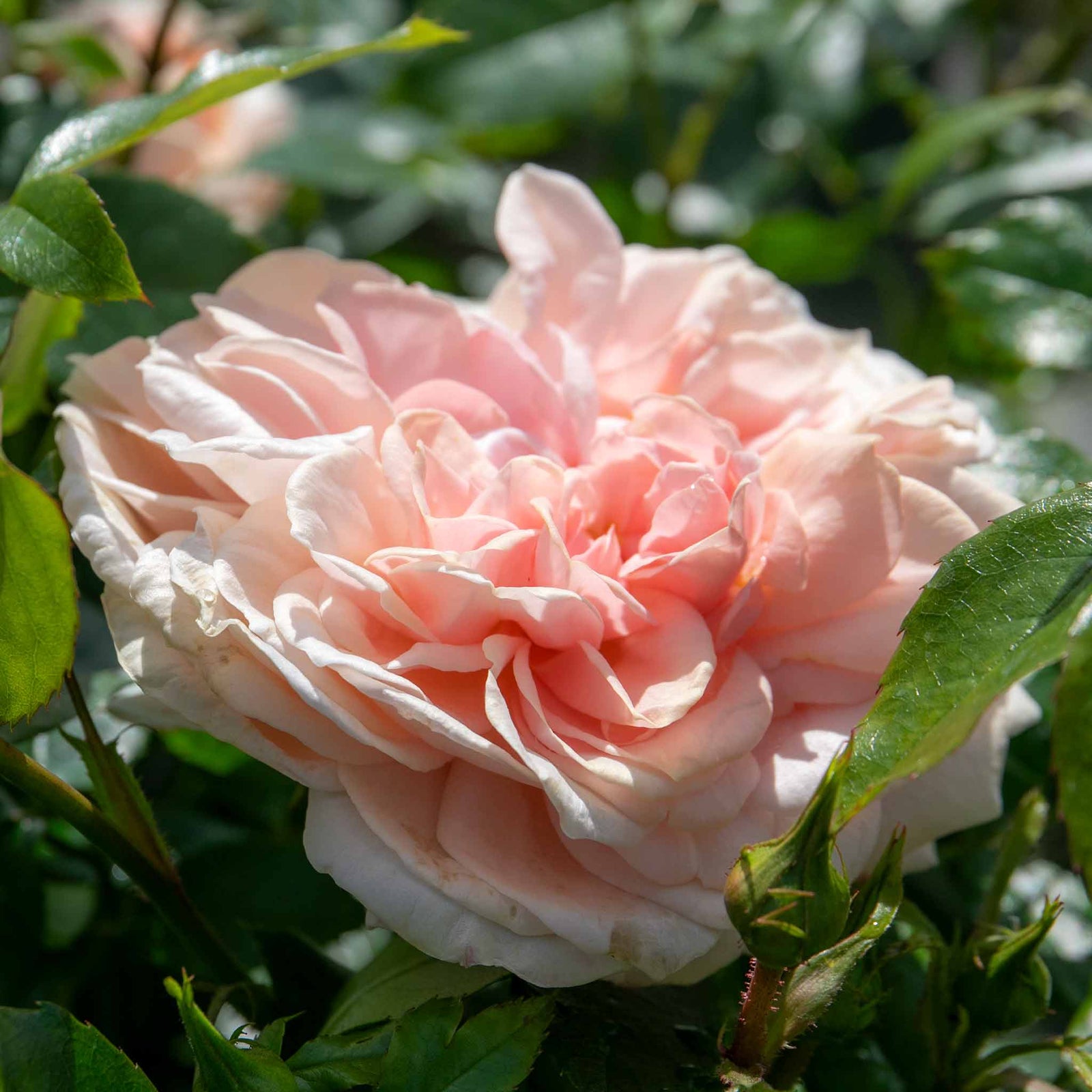 Rose 'joie Du Vivre' Floribunda - Rose Of The Year 2011 | 1 x Bare Root | Pink